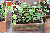 Brassica (kohlrabi) seedlings in terracotta shell