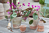 Cyclamen coum (spring cyclamen) in terracotta pots