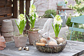 Hyacinthus 'White Pearl' (hyacinth), wire basket with Easter bunnies