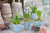 Muscari aucheri 'Blue Magic' ( Traubenhyazinthen ) und Hyacinthus