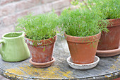 Self grown young anethum (dill)plants in clay pots