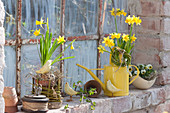 Frühling am Stallfenster : Narcissus 'Tete a Tete' ( Narzissen )