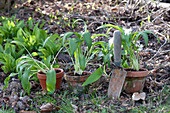 Allium ursinum, in clay pots and in flower bed