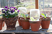 Early spring in the greenhouse