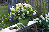 Grün-weißer Strauß aus Tulipa 'Purissima' ( Tulpen ), Helleborus orientalis