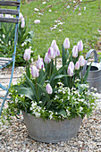 Tulipa 'Shirley' (tulip) with Galium odoratum (woodruff)
