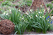 Leucojum vernum (March Cup, Spring Knot Flower) in the bed