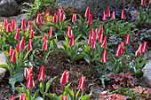 Tulipa greigii 'Czaar Peter' (Tulip)