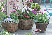 Tulipa 'Shirley', 'Purple Prince', 'Claudia', Viola cornuta