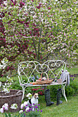 White garden bench in front of Malus (ornamental apple), flower beds with Tulipa (tulip)