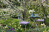 Sitzplatz vor Malus ( Zierapfel ) mit Stauß aus Tulipa 'Purissima' 'Budlight