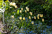 Tulipa 'Budlight' (Tulip) lily-flowered and Brunnera