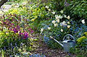 Spring beds with path of bark mulch, Tulipa 'Purissima'