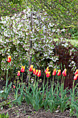 Tulipa 'Synaeda King' (tulips) flowered lily and malus