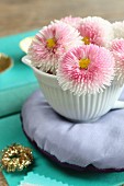 Bellis in small jug on small cushion