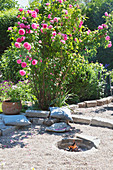 Rose bush next to gravel terrace with sunken fire pit