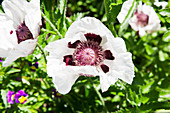White poppy seen from above