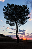 Blick auf Baum beim Sonnenuntergang
