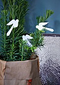 Paper birds on small yew tree in fabric sack