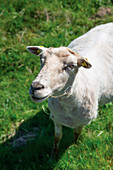 A sheep on the pasture
