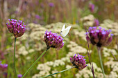 Patagonisches Eisenkraut (Verbena bonariensis) mit Schmetterling im Garten