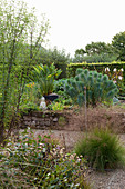 Euphorbia in garden