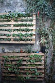 Wooden pallets planted with succulents and mounted on wall