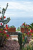View of the sea from a cactus garden
