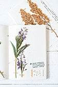 Home-made botanical book