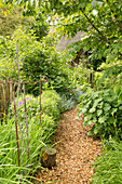Mulched garden path leading between herbaceous borders with plant supports
