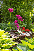 Tulips amongst perennials in flowerbed