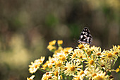 Butterfly on flowering ragwort