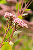 Pink sedum flowers (close-up)