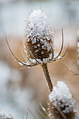Wild teasel capped with ice in wintry landscape