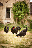 Black cockerel and hens outside old stone house