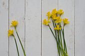Narcissus on white wooden surface