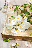 weiße Rosen auf altem Buch