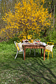 Table set for Easter breakfast in front of flowering forsythia in garden