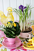 Kalanchoe and crocuses planted in teacups