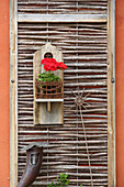 Red geranium in wall-mounted holder made from wood and wicker