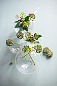 Ivy berries in spherical glass vases on grey surface