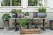 Potted plants on old wooden bench on terrace