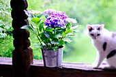 Hortensien im Blumentopf und Katze auf Holzgeländer