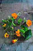 Nasturtium leaves and flowers on wooden surface