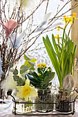 Narcissi and a Flaming Katy planted in jars