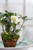 Hellebore and moss in terracotta pot in bowl
