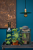 Scented pelargonium in terracotta pot between bottle and old lantern