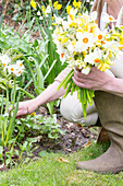 Frau schneidet im Garten Narzissen für Blumenstrauß
