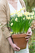 Woman holding planter of flowering narcissus