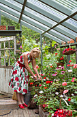 Woman in floral dress tending her pelargoniums in greenhouse